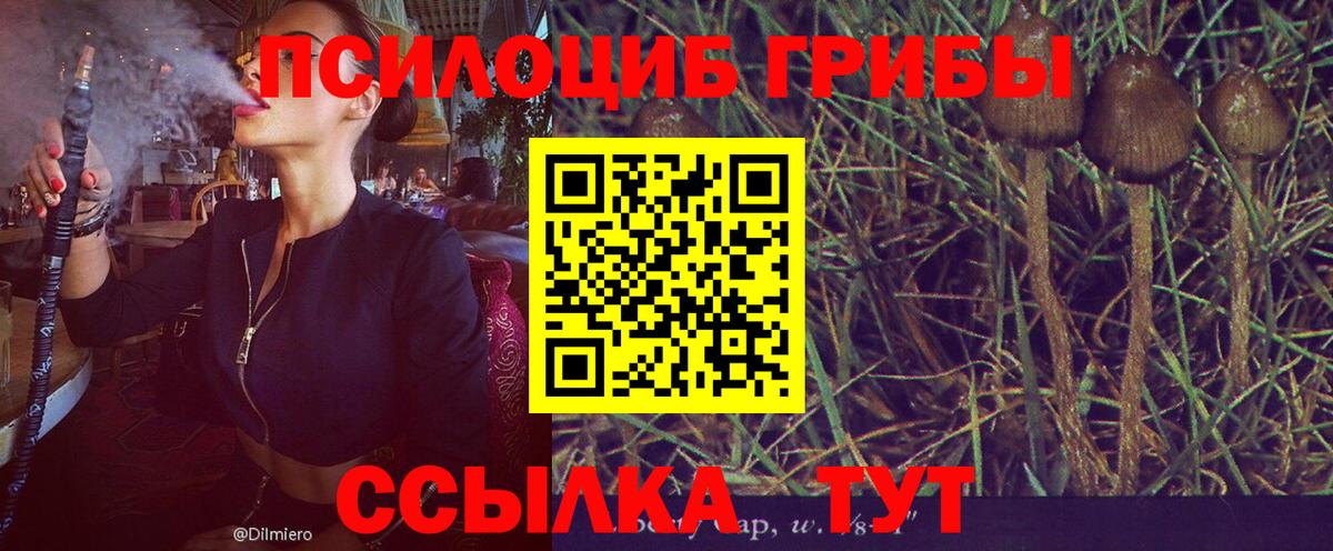 Аша  Псилоцибиновые грибы Cubensis  Вход с VPN 